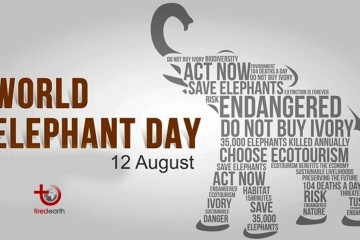 Singapore begins destroying US$13 million of ivory ahead of World Elephant Day